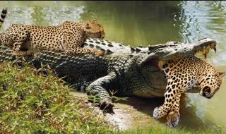 被老虎咬的女人照片